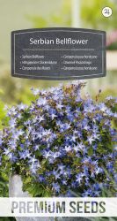 Serbian Bellflower Seeds